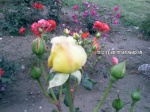 Imrankhan flowers29
